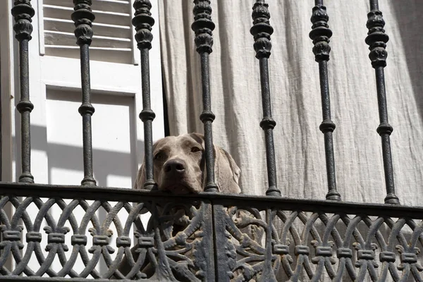 Triste Perro Solitario Esperando Balcón — Foto de Stock