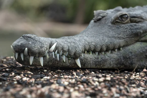 Crocodile Close Detail Portrait View — Stockfoto