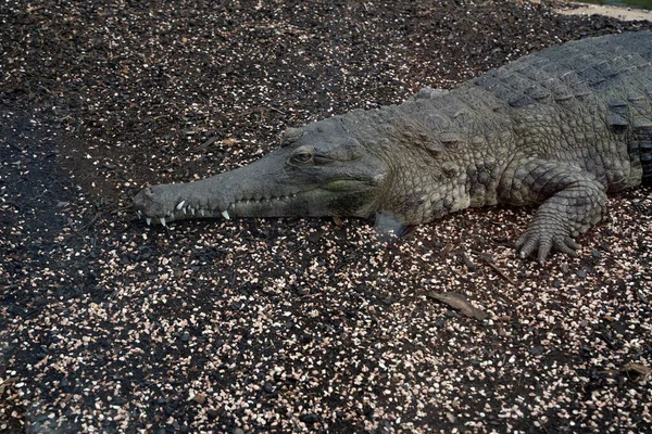 Crocodile Close Προβολή Πορτρέτο Λεπτομέρεια — Φωτογραφία Αρχείου
