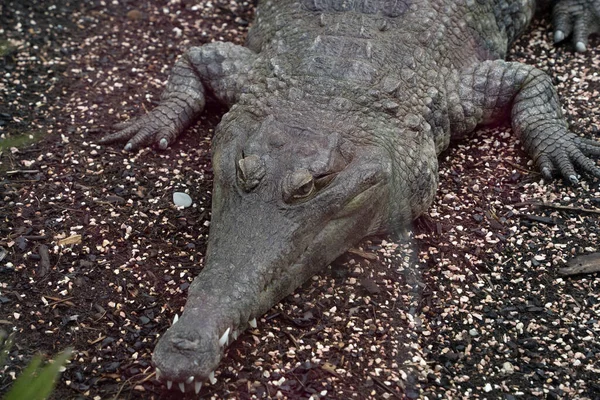Crocodile Close Detail Portrait View — Fotografia de Stock