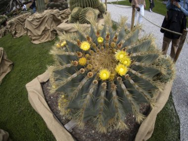 GENOA, İtalya - 7 Mayıs 2022 - Euroflora uluslararası çiçek sergisi Nervi Park 'ta