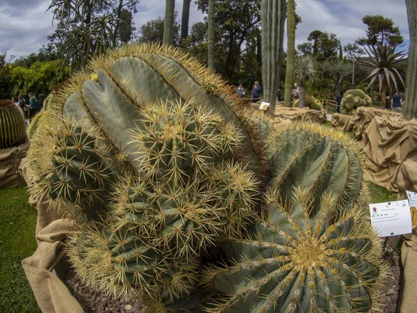 GENOA, İtalya - 7 Mayıs 2022 - Euroflora uluslararası çiçek sergisi Nervi Park 'ta
