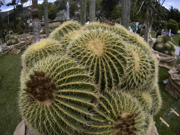 GENOA, İtalya - 7 Mayıs 2022 - Euroflora uluslararası çiçek sergisi Nervi Park 'ta