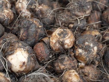 Hollanda yumru tohumu çiçeği düğün çiçeği ekmeye hazır.