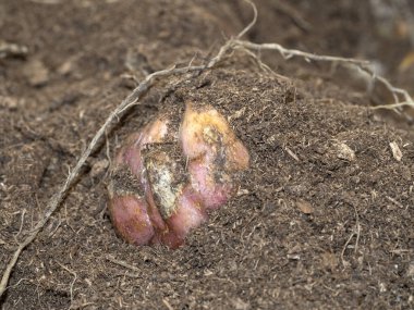 Hollanda tüp tohumu çiçeği begonyayı ekmeye hazır.