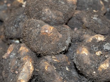 Hollanda tüp tohumu çiçeği begonyayı ekmeye hazır.