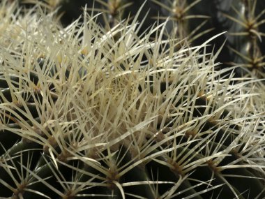 big Cactus close up detail