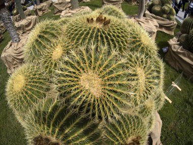 Büyük Kaktüs, ayrıntıları kapat.