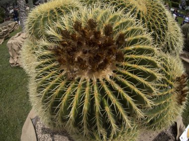 Büyük Kaktüs, ayrıntıları kapat.