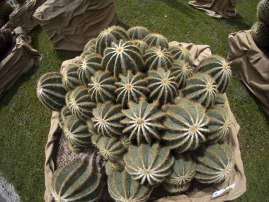 Büyük Kaktüs, ayrıntıları kapat.