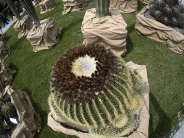 Büyük Kaktüs, ayrıntıları kapat.