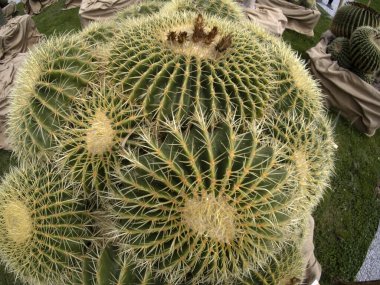 Büyük Kaktüs, ayrıntıları kapat.