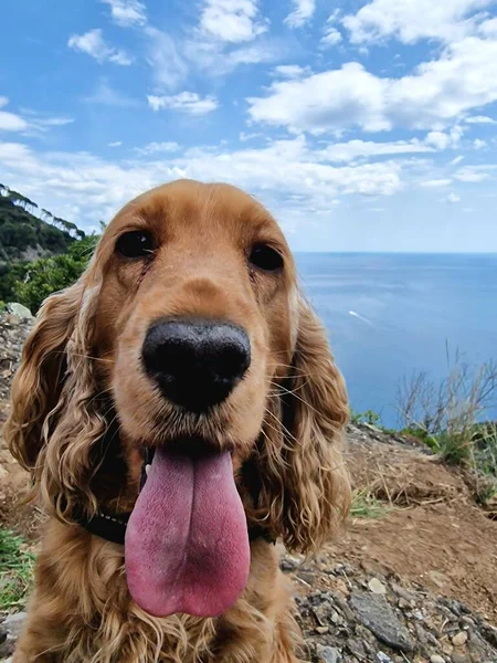 Portofino San Fruttuoso Coastal Trail Sea Panorama Hiking Cocker Spaniel — Stockfoto