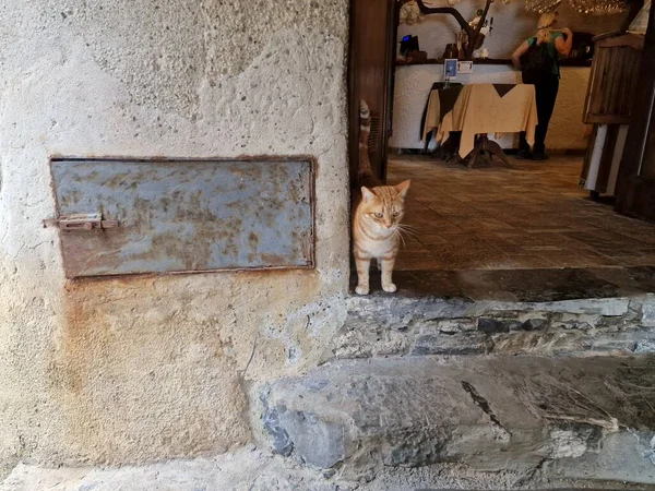 Gato Fuera San Fruttuoso Taberna Restaurante — Foto de Stock