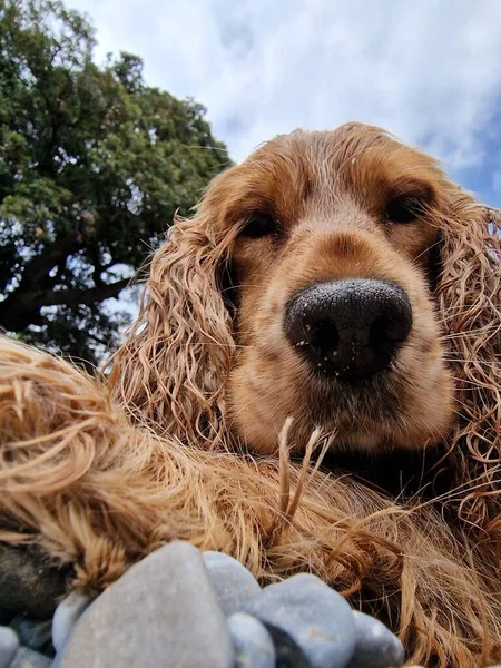 Portofino San Fruttuoso Coastal Trail Sea Panorama Hiking Cocker Spaniel — Stock Fotó