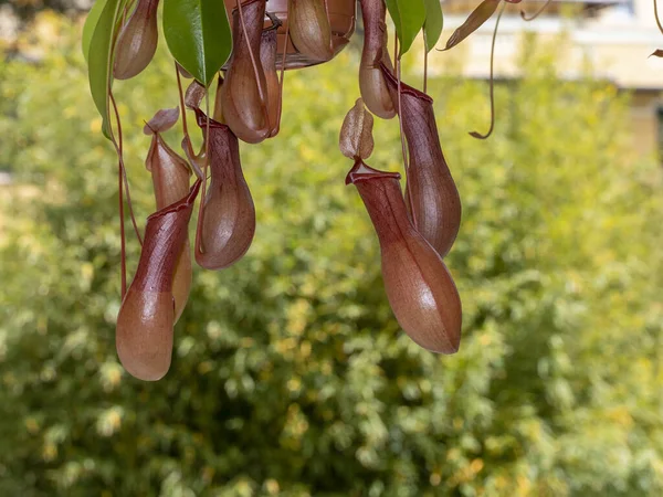 Nephentes Köttätande Växt Närbild Detalj — Stockfoto