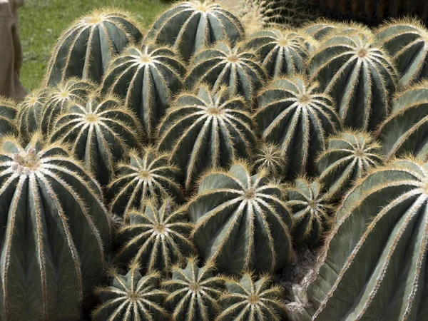 Big Cactus Close Detail — стоковое фото