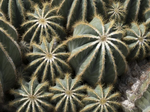 Big Cactus Close Detail — Stock Photo, Image