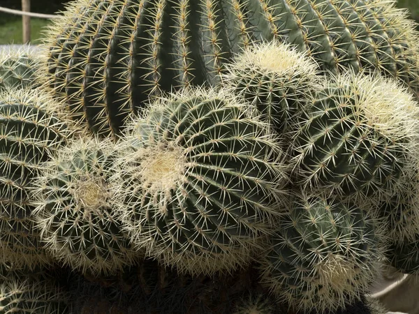 Big Cactus Close Detail — стоковое фото