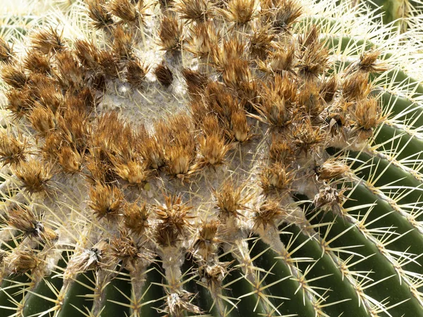 Gran Detalle Cerca Cactus —  Fotos de Stock