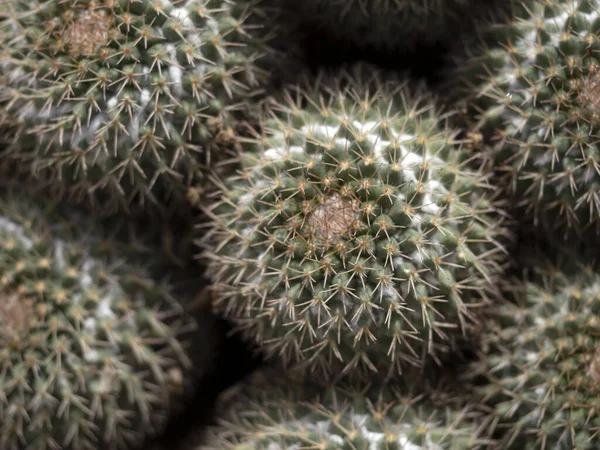 Big Cactus Close Detail — 스톡 사진
