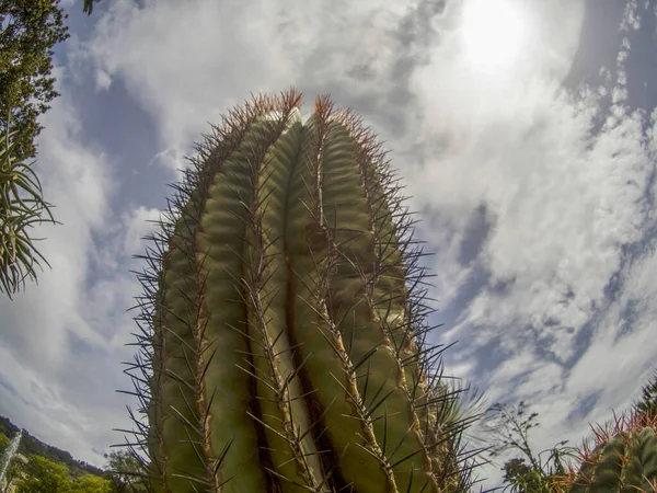 Big Cactus Close Detail — стоковое фото