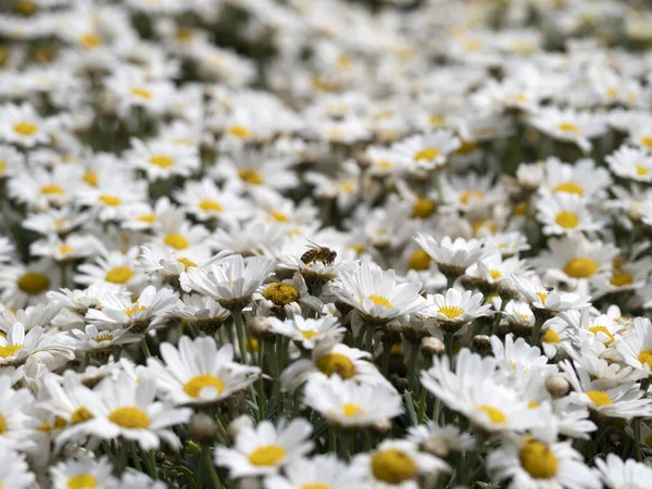 Many White Yellow Daisy Flower Field — Photo