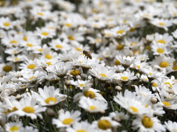 Many White Yellow Daisy Flower Field — стоковое фото