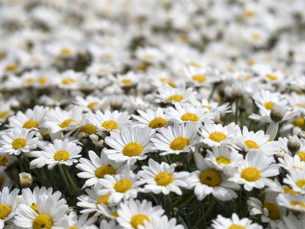 Wiele Białe Żółte Stokrotki Pole Kwiat — Zdjęcie stockowe