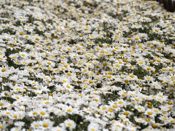 Many White Yellow Daisy Flower Field — Stock Photo, Image