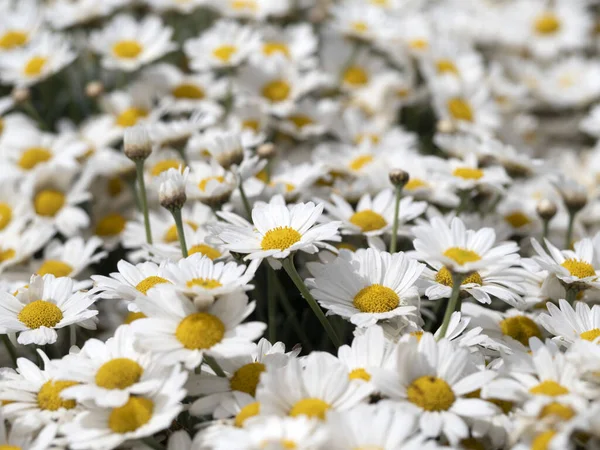 Wiele Białe Żółte Stokrotki Pole Kwiat — Zdjęcie stockowe