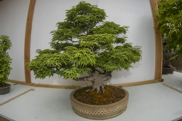 Bonsai Miniatura Albero Natura Arte Dettaglio — Foto Stock