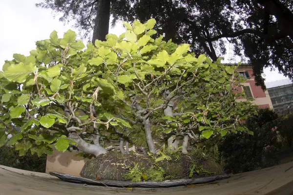 Bonsai Miniature Tree Nature Art Detail — Fotografia de Stock