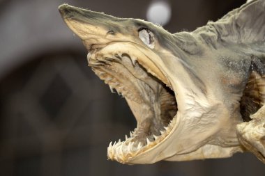 Pazarda kurumuş köpekbalığı var.