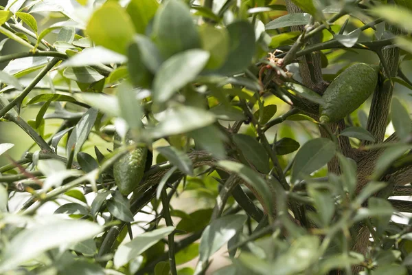 Finger Lime - Botanical Information, Health and Various Uses