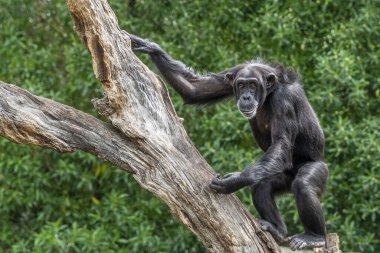 Ağaç maymunu portresindeki şempanze vahşi.