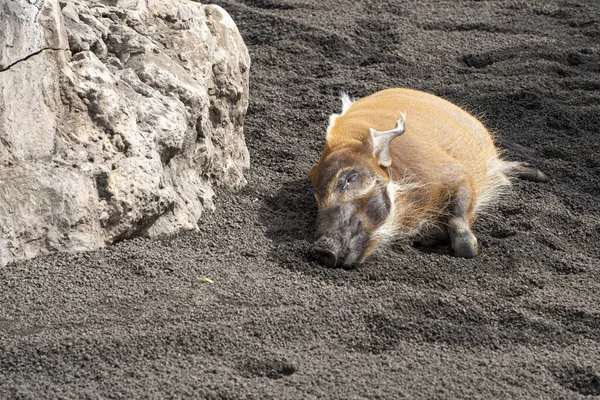 African Red River Hog Pig Relaxing — Foto Stock