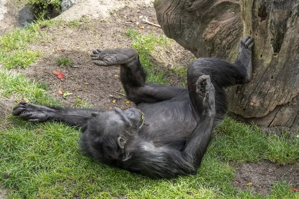 Chimpancé Mono Mono Retrato Salvaje — Foto de Stock