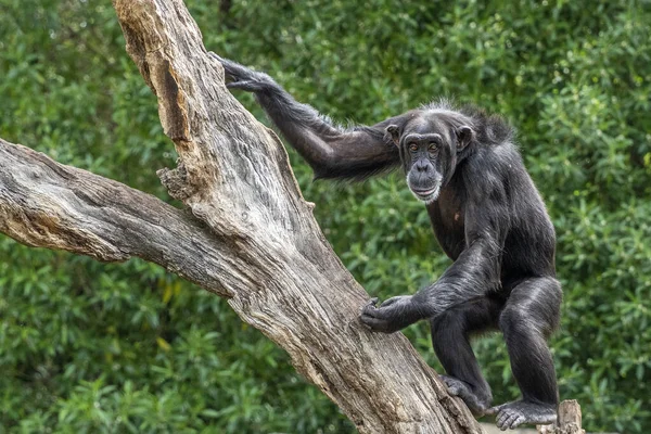 Chimpancé Árbol Mono Retrato Salvaje — Foto de Stock