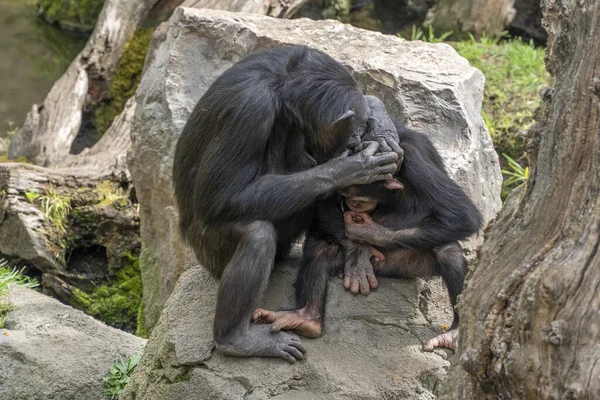 Chimpanzee While Grooming Baby Ape Monkey Portrait Wild — ストック写真