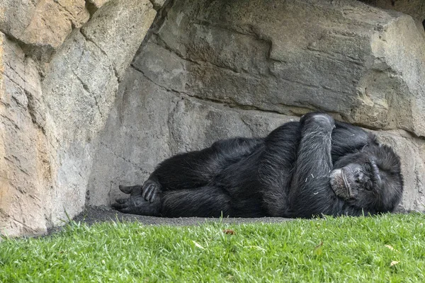 Chimpanzé Macaco Retrato Selvagem Enquanto Dorme — Fotografia de Stock