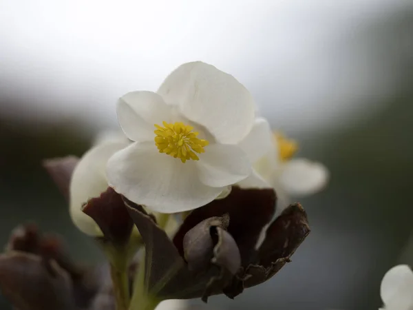 Begonia Flower Detail Close Macro — Stock Photo, Image
