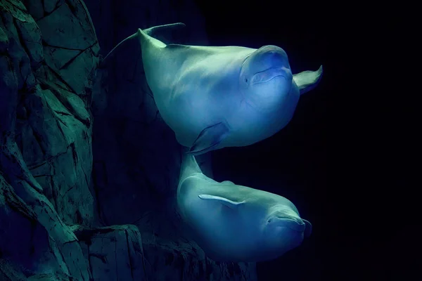 Beluga Dolphin Underwater Close Portrait Looking You — Fotografia de Stock