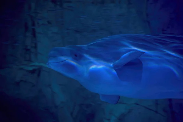 Beluga Dolphin Underwater Close Portrait Looking You — Stock Photo, Image