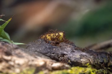 Yaprak kesicisi Att Karınca Kolonisi Ayrıntıları kapat