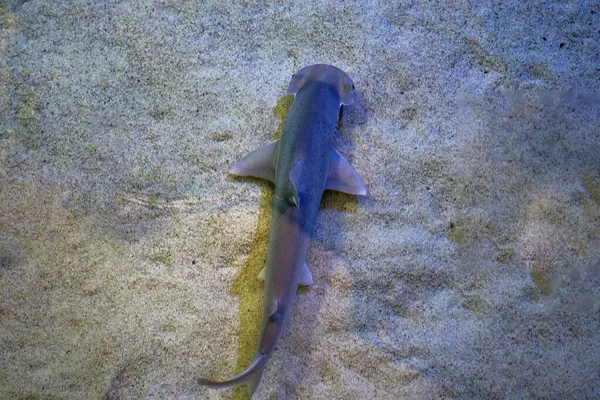 Juvenile Hammerhead Shark Swimming Shallow Waters Sand Bottom — Φωτογραφία Αρχείου