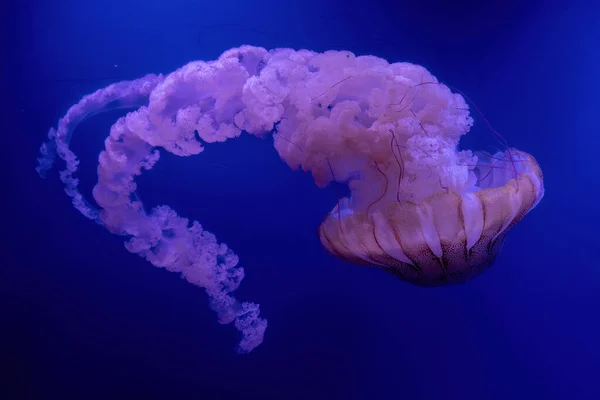 Chrysaora Fuscescens Toxic Northeast Pacific Sea Nettle Jellyfish — стоковое фото