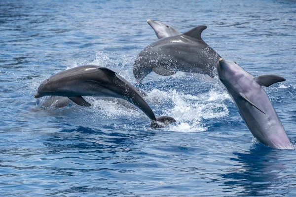 Bottlenose Dolphin Jumping Water Portrait — Fotografia de Stock