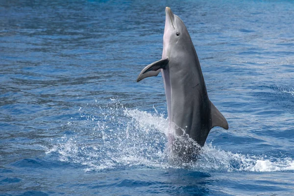 bottlenose dolphin jumping back flip swimming outside the water portrait