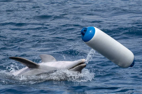 Dolphin Playing Plastic Buoy Detail — стоковое фото